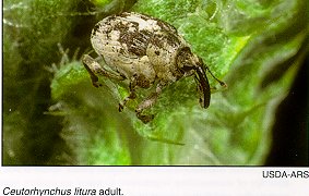 tiny spotted brown weevil